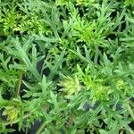 Glandularia tenera Leaf