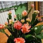 Schlumbergera truncataبرگ