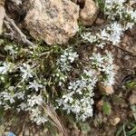Arenaria aggregata Blüte