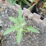 Chenopodium ficifolium Lehti