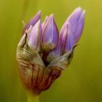 Allium lemmonii Flower