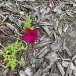 Petunia × atkinsianaFlower