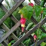 Abutilon megapotamicum Lorea