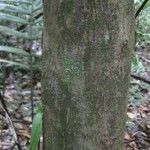 Miconia tschudyoides Bark