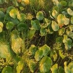 Hydrocotyle bonariensis Frunză