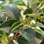 Syzygium paniculatum Листок