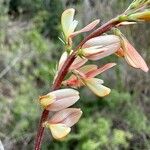 Onobrychis saxatilis Flor