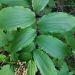 Maianthemum racemosum পাতা