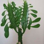 Euphorbia trigona Yaprak