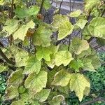 Dombeya burgessiae Лист