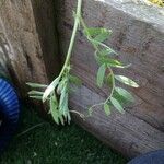 Vicia parviflora Foglia