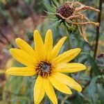 Helianthus salicifolius 花