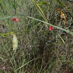 Lathyrus setifolius Flor