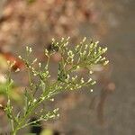 Erigeron canadensis অভ্যাস