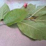 Euonymus latifolius Leaf