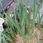 Iris oxypetala Leaf