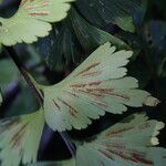 Asplenium stuhlmannii Leaf