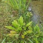 Primula japonica Habit