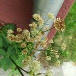Astrantia carniolica 花