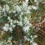 Hubertia tomentosa Frunză