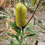 Banksia oblongifolia Blüte