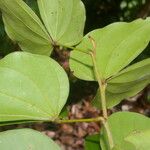 Schnella guianensis Leaf