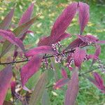 Callicarpa kwangtungensis Hoja