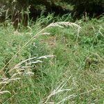 Calamagrostis canescens Fleur