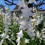 Watsonia borbonica Õis