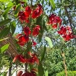 Erythrina crista-galliFlor