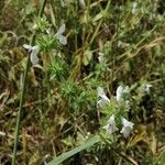 Stachys spinulosa Blodyn