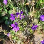 Delphinium ajacisFiore