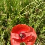 Papaver setiferumFlower