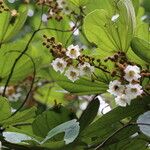 Piliostigma thonningii Λουλούδι