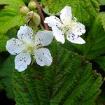 Rubus caesius Kvet