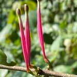 Tapinanthus constrictiflorus Frukto