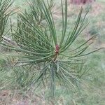 Pinus bungeana Liść