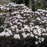 Rhododendron fulvum Habitus