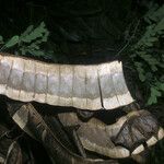 Entada polystachya Fruto