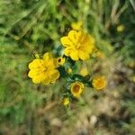 Blackstonia imperfoliata Цвят