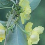 Stigmaphyllon ellipticum Flower