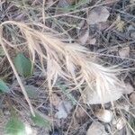 Bromus madritensis Alkat (teljes növény)