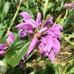 Phlomis herba-ventiKukka