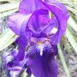 Iris germanica Kvet