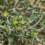 Gymnocarpos decander Flor