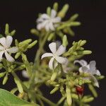 Diplorhynchus condylocarpon Blüte