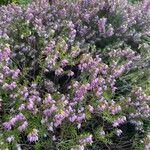 Erica carnea Fuelha