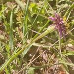 Tragopogon angustifolius 形態
