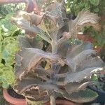 Kalanchoe beharensisList