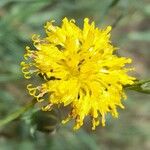 Thelesperma megapotamicum Flower